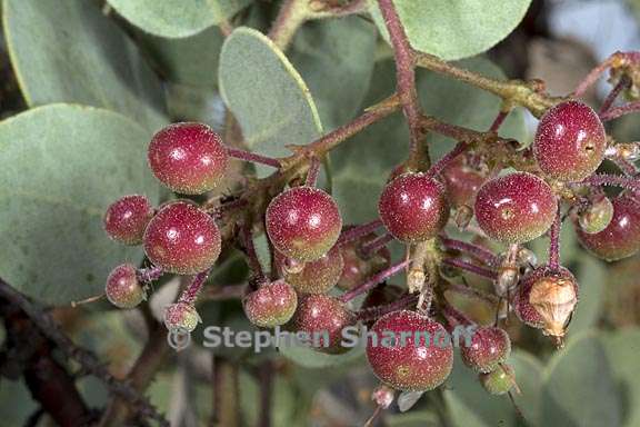 arctostaphylos viscida mariposa 9 graphic